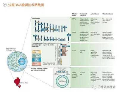 法醫(yī)DNA檢測行業(yè) 百億藍(lán)海市場蓄勢待發(fā)，技術(shù)創(chuàng)新驅(qū)動(dòng)未來